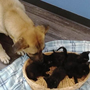 Cane randagio scalda cinque gattini orfani