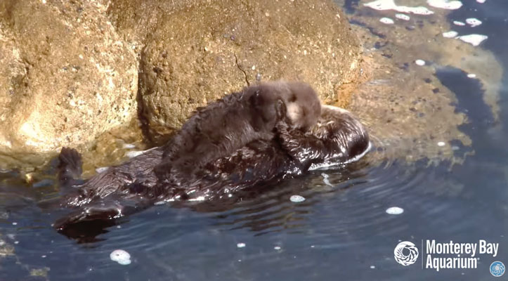 mamma lontra