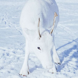 Rarissimo cucciolo di renna bianca