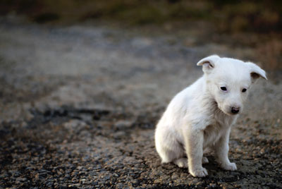 cuccioli randagi