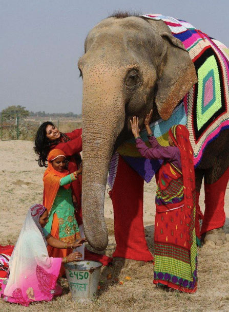 elefanti indiani