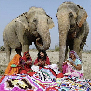 Elefanti indiani soffrono il freddo.