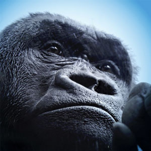 gorilla faccia thum