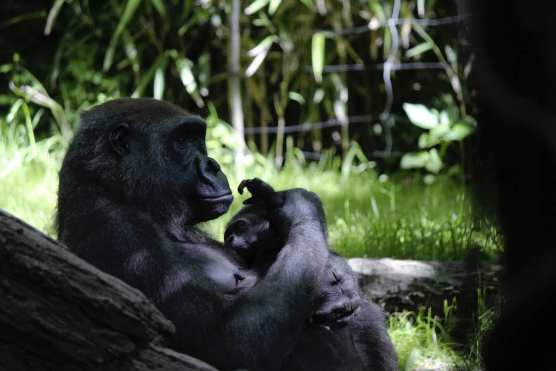 gorilla mamma e figlio