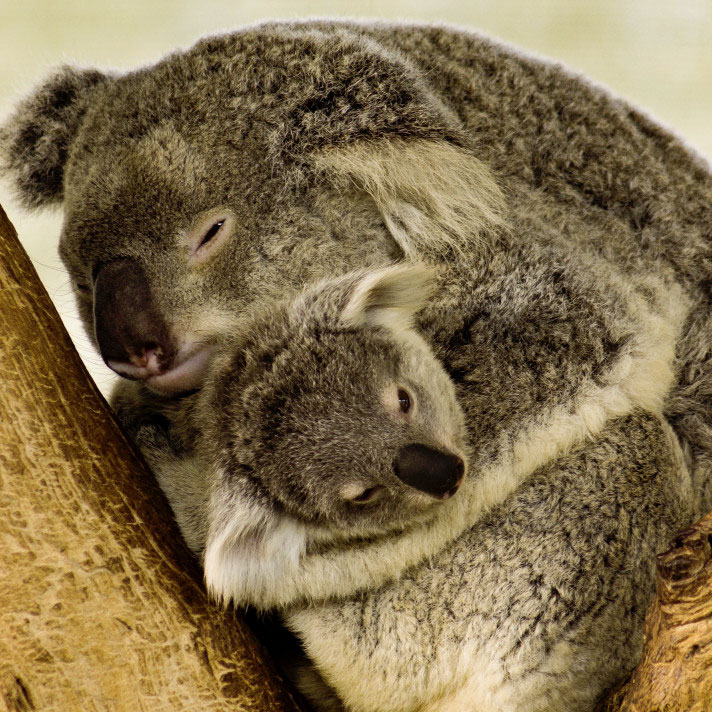 koala mamma e figlio