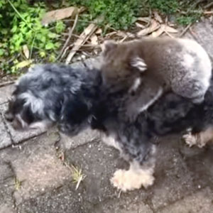 Koala scambia un cane per la sua mamma