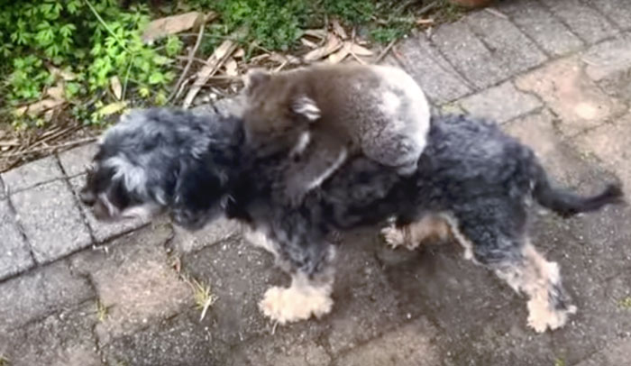 koala sul dorso del cane