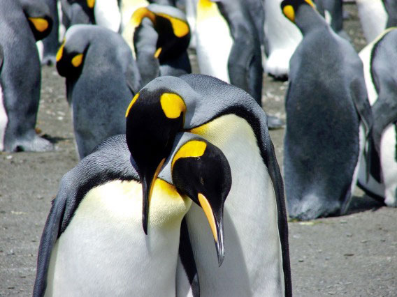 pinguini innamorati