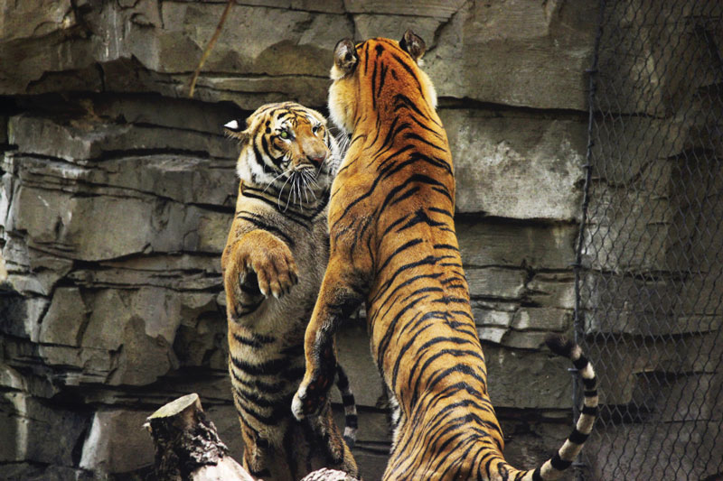 tigre allo zoo