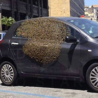 Una famiglia di 60 mila api sul vetro di una macchina
