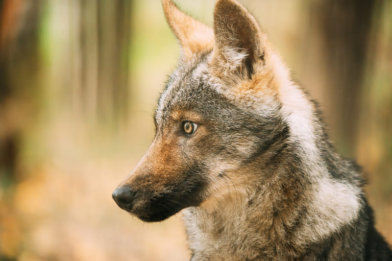 Esperimento sui lupi per capire se riconoscono i proprietari