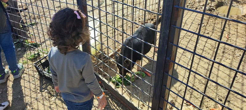 bimba che da mangiare al maialino