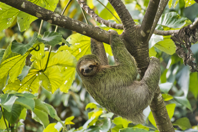 bradipo sopra albero