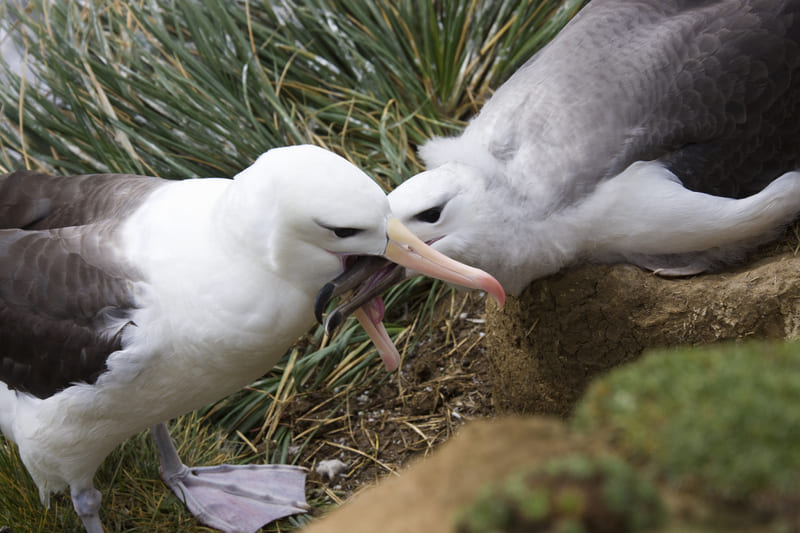 coppia di albatro monogami