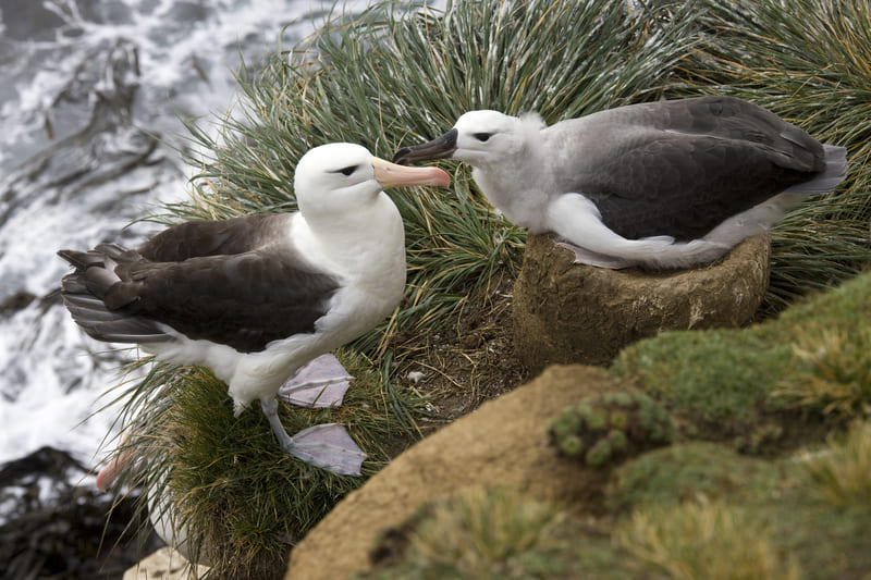 coppia di albatros
