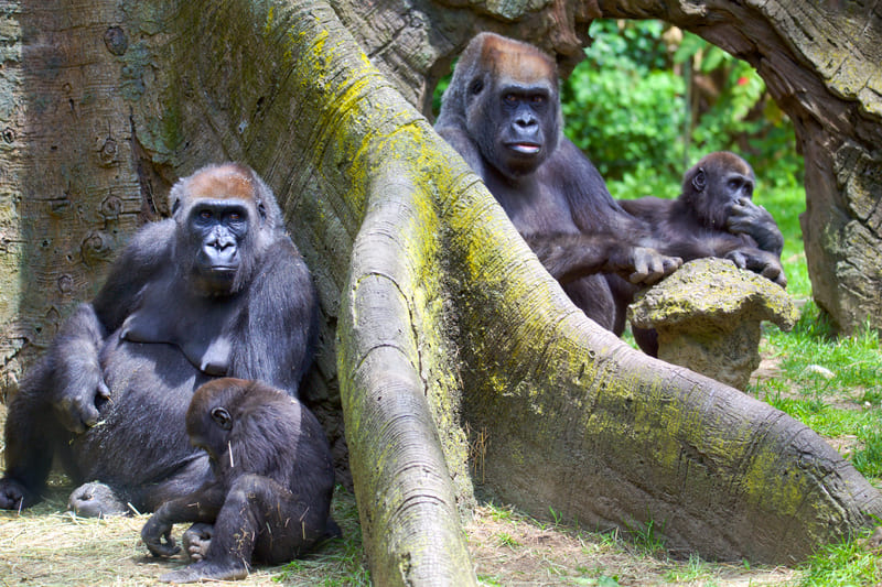 Gorilla e Scimpanzé, amici per la vita
