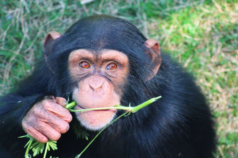 cucciolo di scimpanze