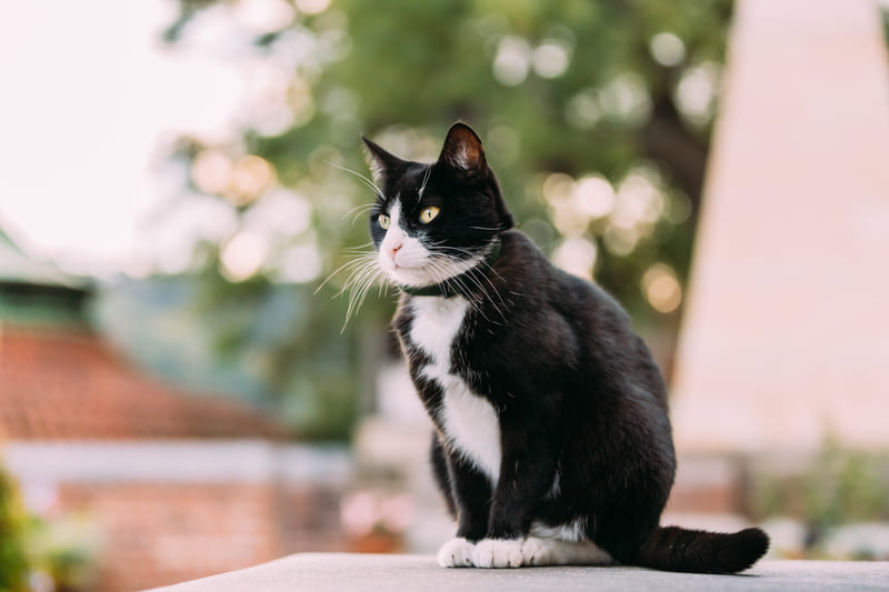 gatto bianco e nero intelligenza spaziale