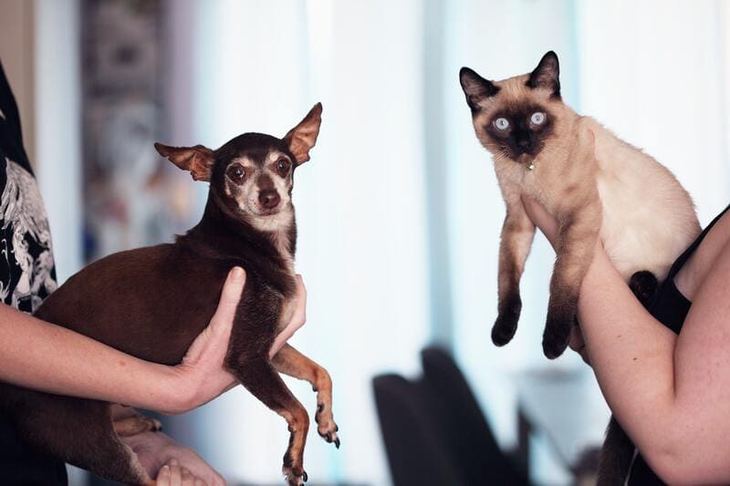 passaporto per cani e gatti