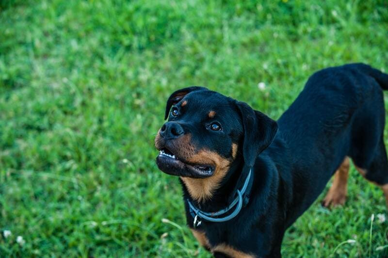 rottweiler paura