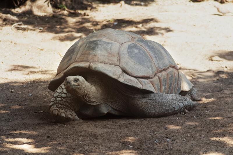 Tartaruga Gigante di Aldabra