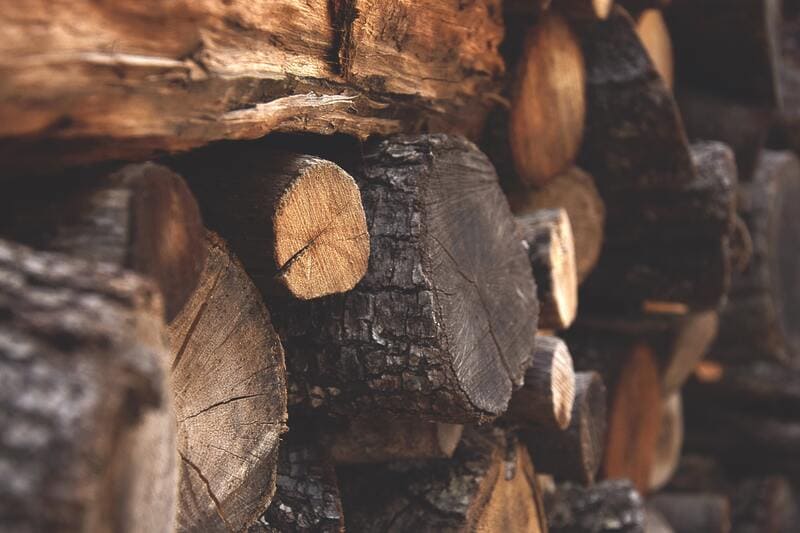 legno attaccato dalle termiti