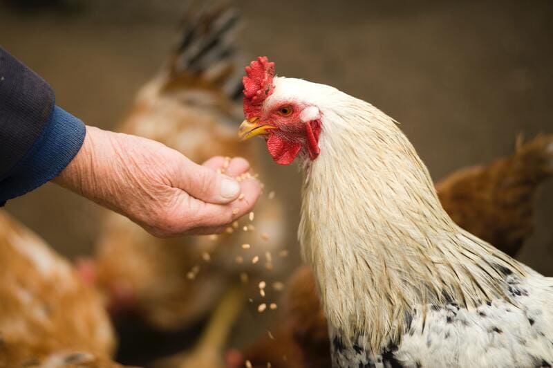 pollo che mangia dalle mani
