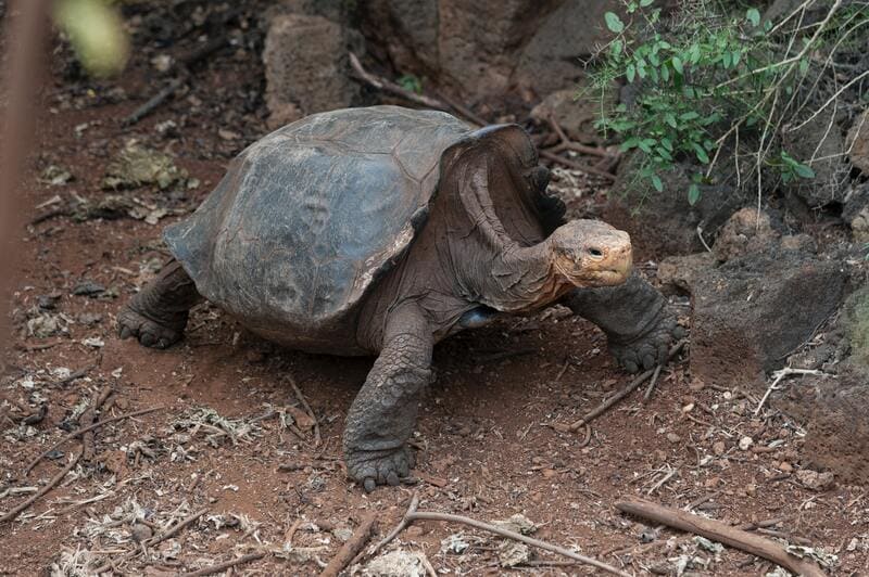 tartaruga gigante di aldabra