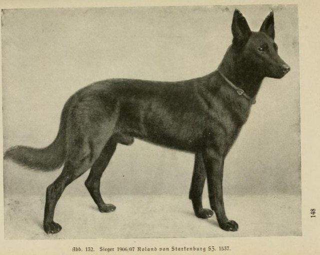 Roland von Starkenburg German Shepherd Dog
