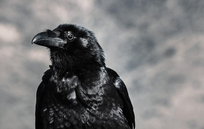 l'intelligenza corvi