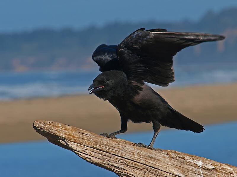 il corvo pronto a volare