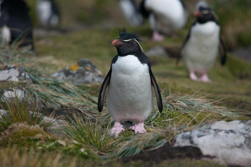 pinguini crestati maggiori uova