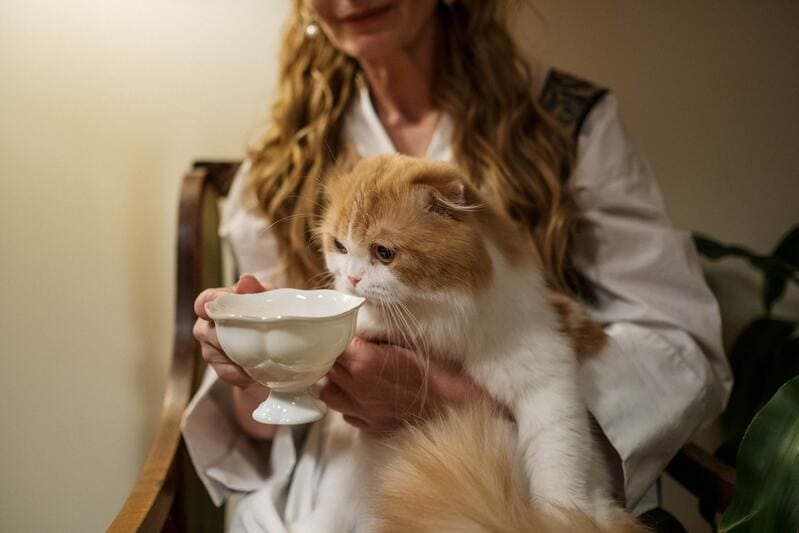 gatto che beve il latte dalla tazza