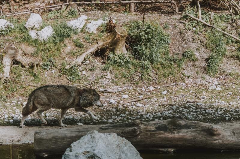 lupo nel parco circeo