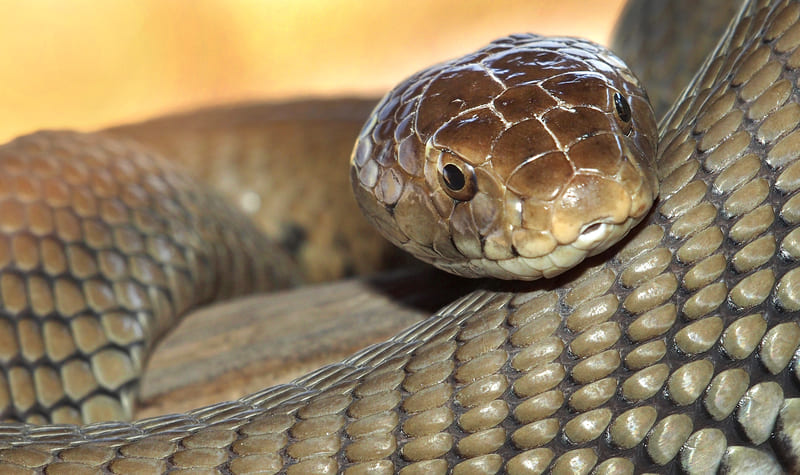 cobra acquario Skansen