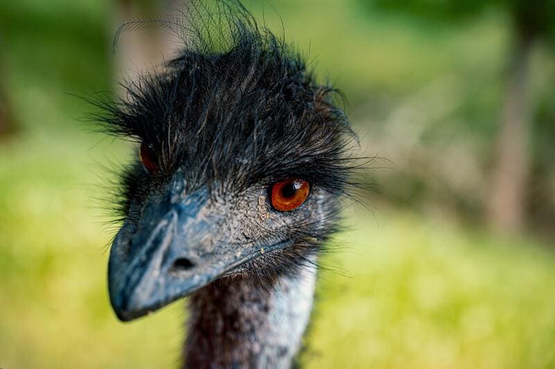 emu a rischio influenza aviaria