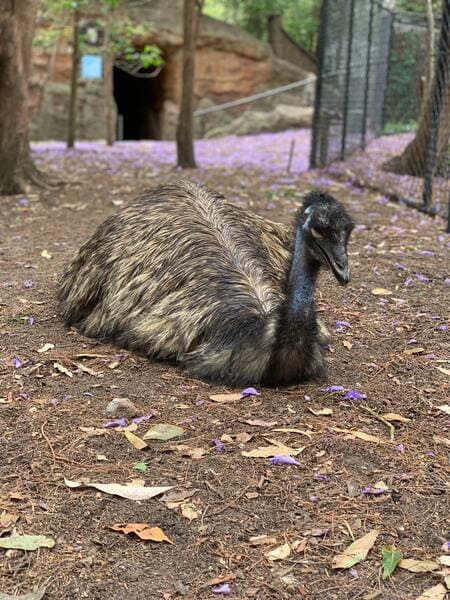 emu con aviaria